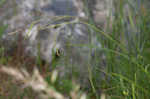 White edge sedge